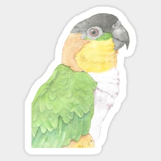 black head caique parrot portrait watercolor painting tropical pet Sticker